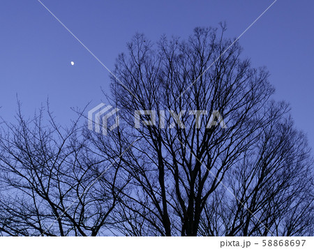 冬枯れの木と月 58868697