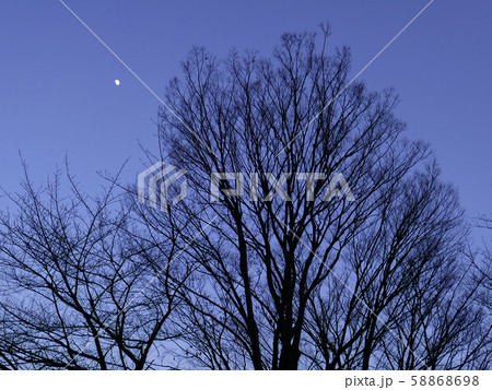 冬枯れの木と月 58868698