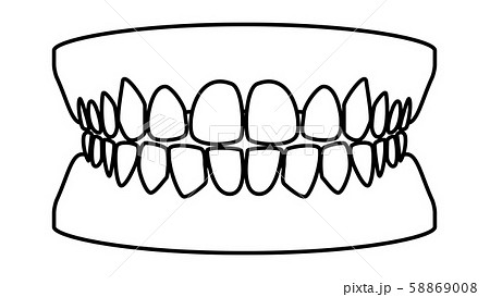 健康な歯 歯並びのリアルイラスト素材のイラスト素材