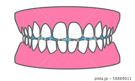 健康な歯 歯並びのリアルイラスト素材のイラスト素材