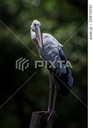 Openbill stork stood on a dry stump. Openbill stork stood on a dry stump. 58870091