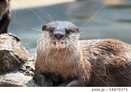 カワウソ 58870373