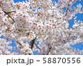 桜並木 58870556
