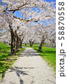 桜並木 58870558