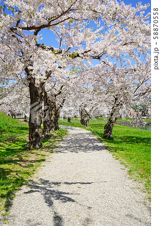 桜並木 桜並木 58870558