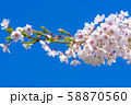 桜並木 58870560