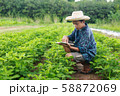 Boy young smart farmer Inspecting study Bean plant 58872069
