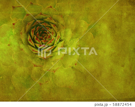 Grunge green flower plant Grunge green flower plant 58872454