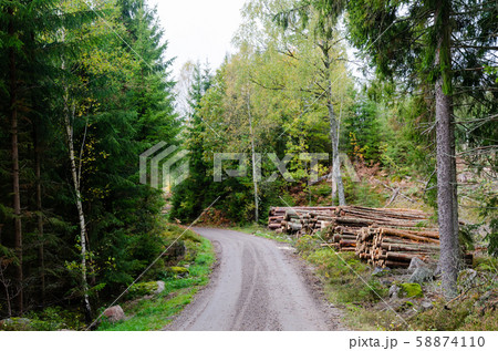 Woodpiles by road side by fall season in a green 58874110