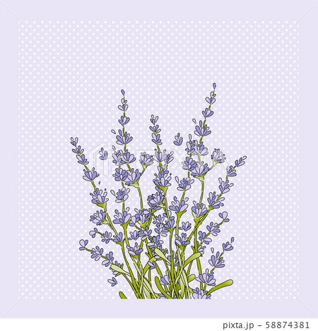 Isolated lavender flower bouguet Isolated lavender flower bouguet 58874381