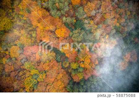 Top down view of colorful autumn forest. Top down view of colorful autumn forest. 58875088