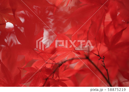 紅葉 紅葉 58875219