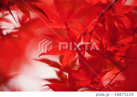 紅葉 58875220