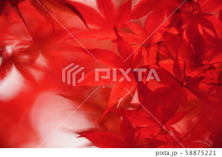 紅葉 紅葉 58875221