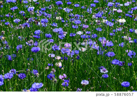 花 花畑 ヤグルマギク 58876057