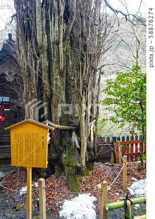 貴船神社　御神木 58876274
