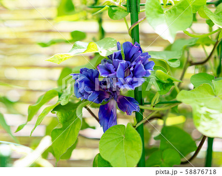 変化朝顔275 58876718