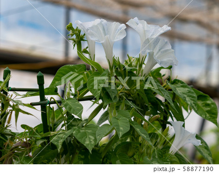 変化朝顔294 58877190