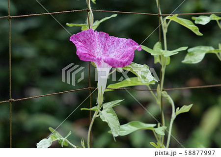 変化朝顔296 58877997