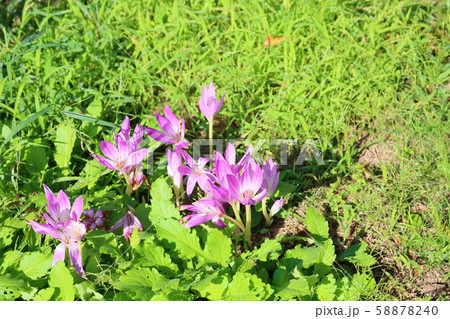 コルチカムの花 58878240