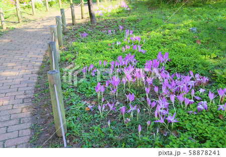 コルチカムの花 58878241