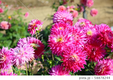 ダリアの花 ダリアの花 58878244