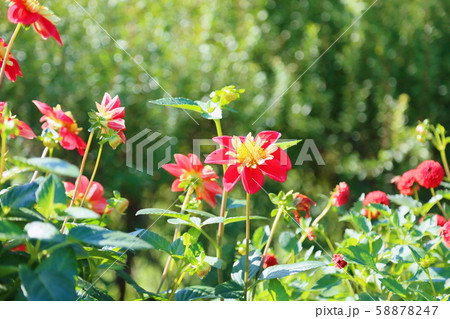 ダリアの花 ダリアの花 58878247
