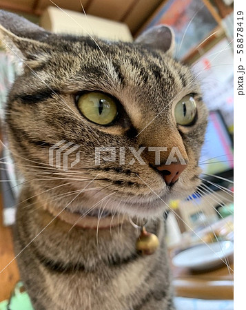 猫 58878419