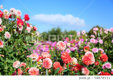 ダリアの花 ダリアの花 58878531