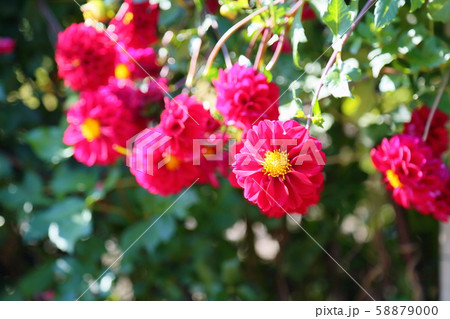 ダリアの花 ダリアの花 58879000