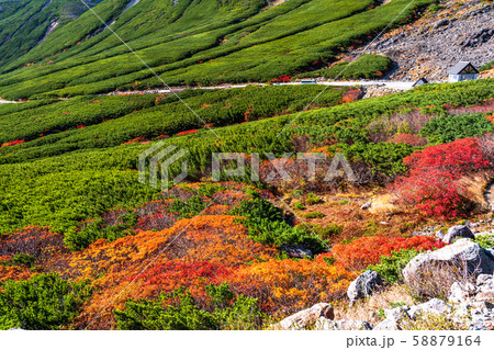 《長野県》雲の上の紅葉・乗鞍岳 58879164