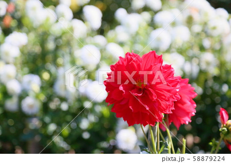 ダリアの花 ダリアの花 58879224