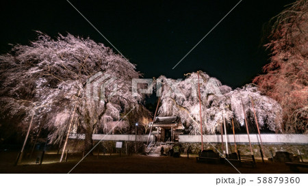 清雲寺の桜 清雲寺の桜 58879360