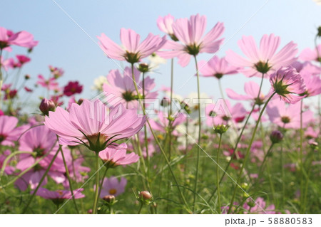 コスモス 58880583