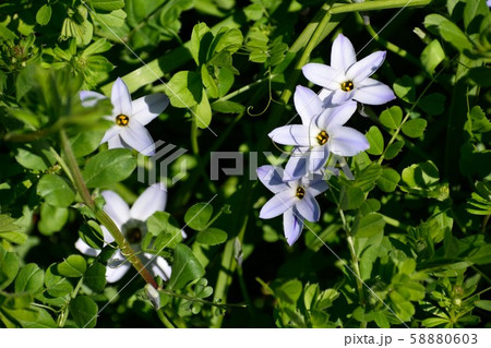 花ニラ 薄紫の花の写真素材