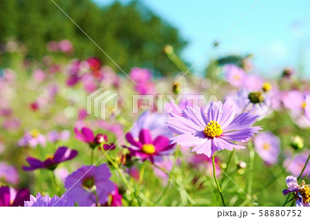 コスモス　 58880752