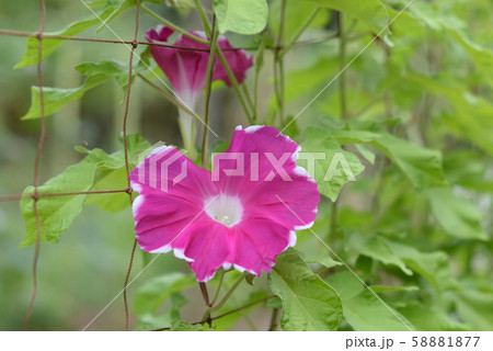 変化朝顔329 58881877