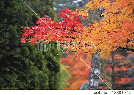 北海道の紅葉3 58881977
