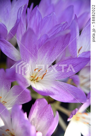 コルチカムの花の写真素材 5022
