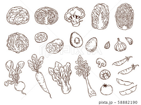野菜の手描きイラストセット 58882190