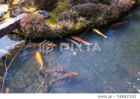 Koi fish group swim in the pond inside garden at Tenryuji temple located in the scenic Saga Arashiyama area of Kyoto 58882392