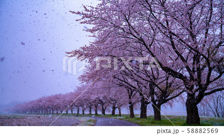 桜提　なごり雪 58882569