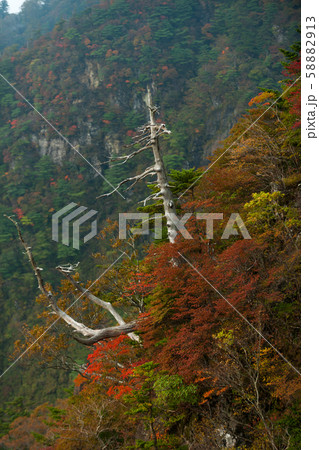 瓶が森・UFOラインの紅葉 58882913