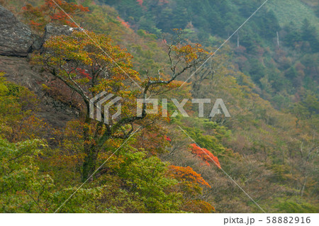 瓶が森・UFOラインの紅葉 瓶が森・UFOラインの紅葉 58882916