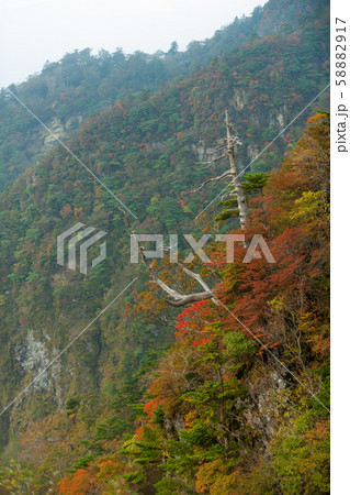 瓶が森・UFOラインの紅葉 58882917