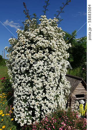 バラ　モニュメント 58883064