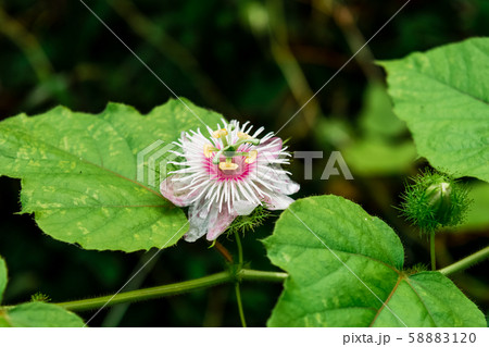 Fetid passionflower Fetid passionflower 58883120