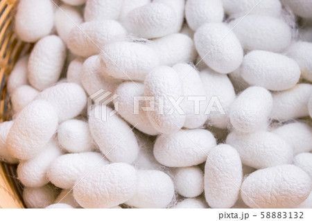 white silk cocoon white silk cocoon 58883132