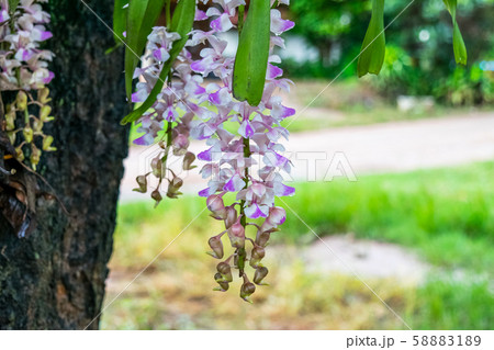 wild orchid flower 58883189