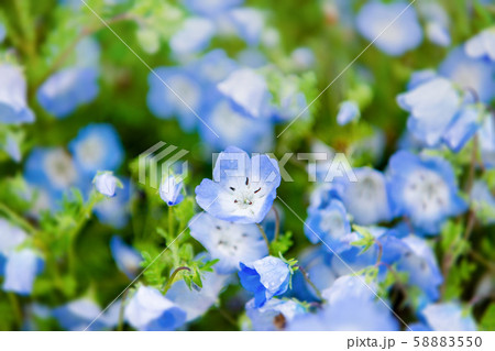 満開のネモフィラ 花畑 瑠璃唐草 青い花 ひたち 日本茨城の写真素材 5550